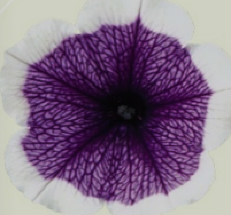 Bonnie Lavender face2
